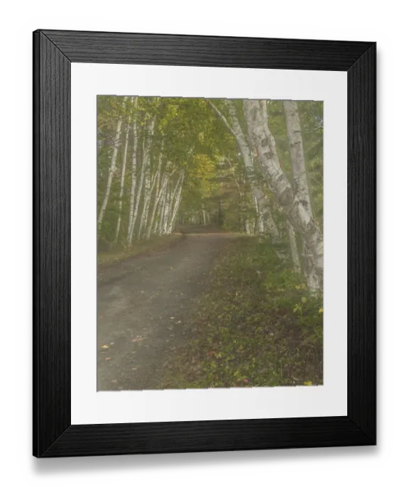 Framed Print : USA, New York, Adirondack State Park. Birch trees line road Framed Print : USA, New York, Adirondack State Park. Birch trees line road