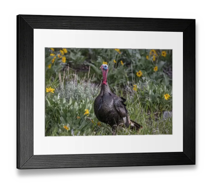 Framed Print : Tom turkey in breeding plumage in Great Basin National Park, Nevada, USA Framed Print : Tom turkey in breeding plumage in Great Basin National Park, Nevada, USA