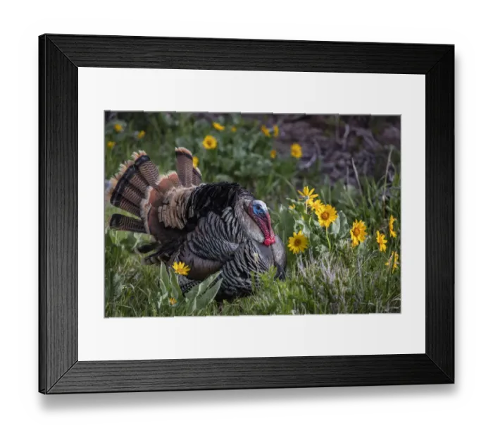 Framed Print : Tom turkey in breeding plumage in Great Basin National Park, Nevada, USA Framed Print : Tom turkey in breeding plumage in Great Basin National Park, Nevada, USA