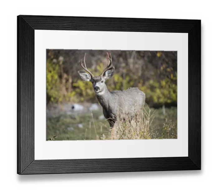 Framed Print : A mule deer buck at National Bison Range, Montana Framed Print : A mule deer buck at National Bison Range, Montana