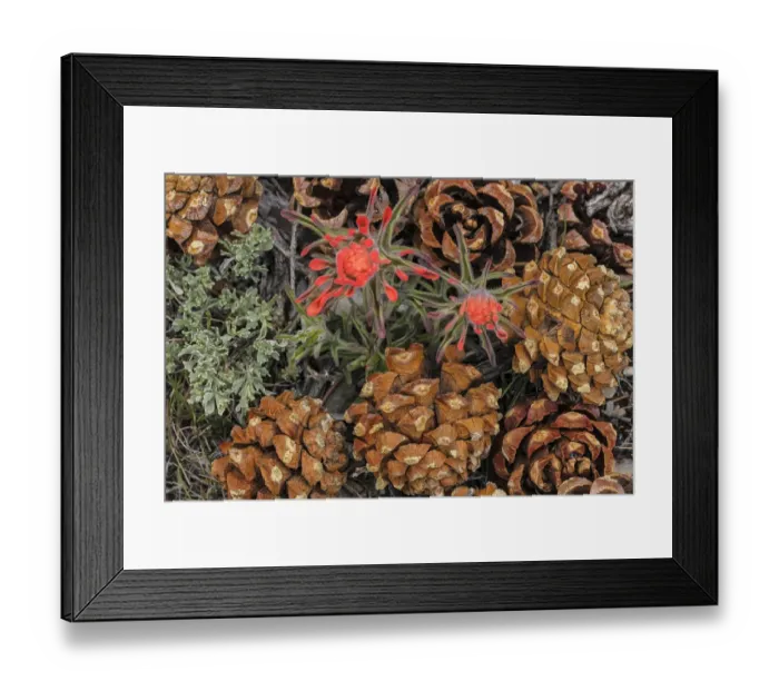 Framed Print : Indian paintbrush and pine cones in Great Basin National Park, Nevada, USA