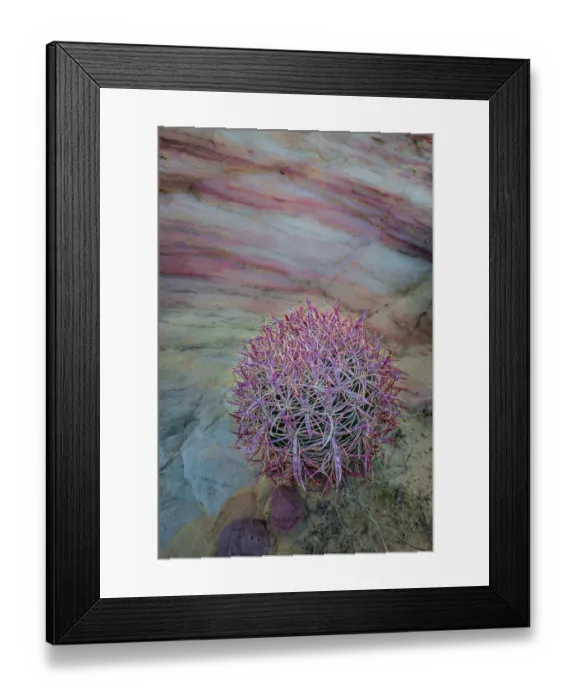 Framed Print : USA, Nevada, Overton, Valley of Fire State Park. Multi-colored rock formation and cactus Framed Print : USA, Nevada, Overton, Valley of Fire State Park. Multi-colored rock formation and cactus