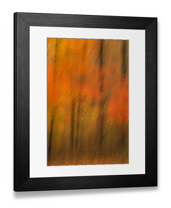 Framed Print : USA, New Jersey, Belleplain State Forest. Abstract of forest in autumn. Credit as Framed Print : USA, New Jersey, Belleplain State Forest. Abstract of forest in autumn. Credit as