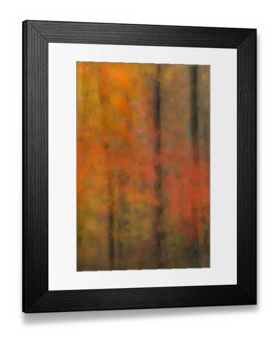 Framed Print : USA, New Jersey, Belleplain State Forest. Abstract of forest in autumn. Credit as
