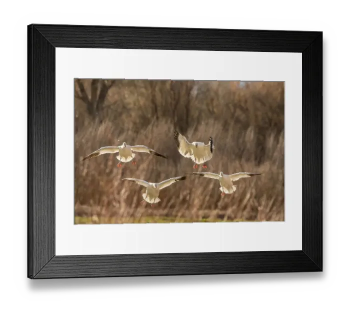 Framed Print : USA, New Mexico, Bosque del Apache National Wildlife Refuge. Backlit snow geese landing Framed Print : USA, New Mexico, Bosque del Apache National Wildlife Refuge. Backlit snow geese landing