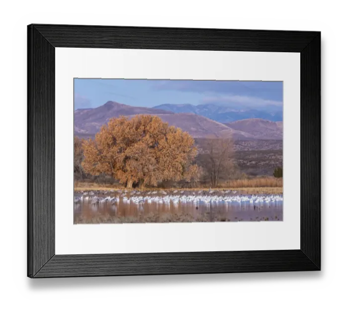 Framed Print : USA, New Mexico, Bosque del Apache National Wildlife Refuge Framed Print : USA, New Mexico, Bosque del Apache National Wildlife Refuge