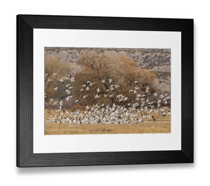 Framed Print : USA, New Mexico, Bosque del Apache National Wildlife Refuge. Snow geese flock landing Framed Print : USA, New Mexico, Bosque del Apache National Wildlife Refuge. Snow geese flock landing