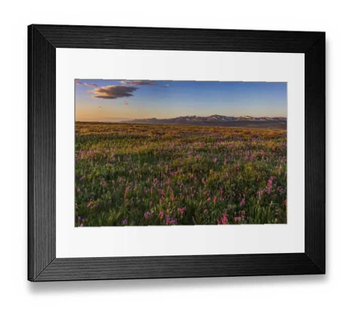 Framed Print : Shooting star wildflowers and the Rocky Mountain Front Range near East Glacier, Montana Framed Print : Shooting star wildflowers and the Rocky Mountain Front Range near East Glacier, Montana