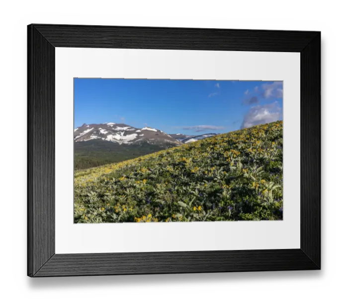 Framed Print : Arrowleaf balsamroot wildflowers along the Rocky Mountain Front near East Glacier Framed Print : Arrowleaf balsamroot wildflowers along the Rocky Mountain Front near East Glacier