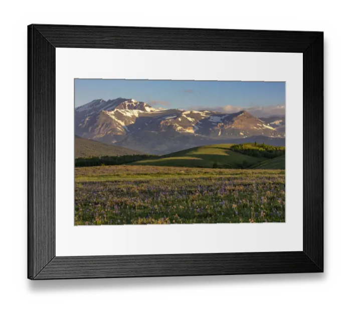 Framed Print : Larkspur and other prairie wildflowers along the Rocky Mountain Front near East Glacier Framed Print : Larkspur and other prairie wildflowers along the Rocky Mountain Front near East Glacier