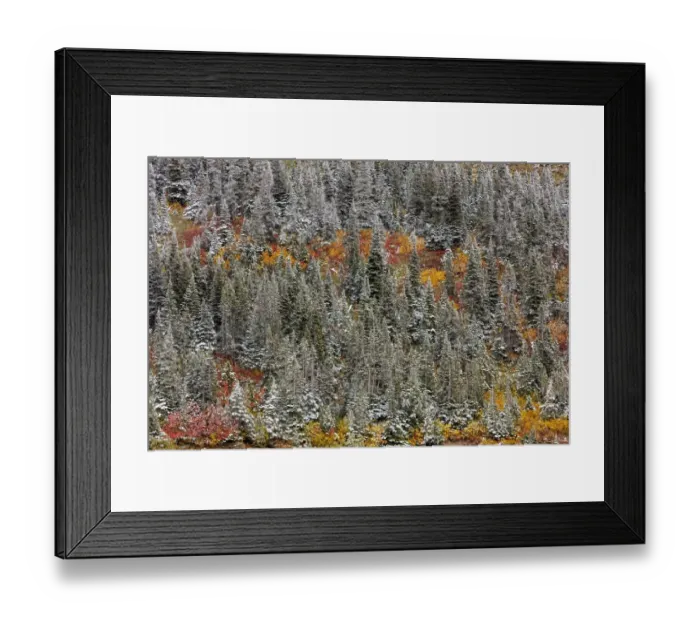 Framed Print : Fresh snowfall on autumn colors in Glacier National Park, Montana, USA