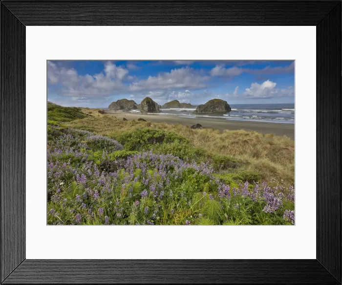 Framed Print : Lupine along southern Oregon coastline near Cape Sebastian State Scenic Corridor
