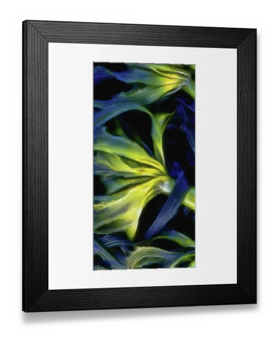 Framed Print : USA, Oregon, Cape Arago. Abstract photo of Pacific bull kelp Framed Print : USA, Oregon, Cape Arago. Abstract photo of Pacific bull kelp