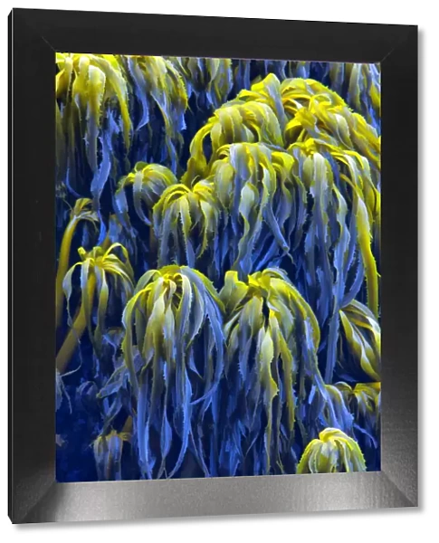 USA, Oregon, Bandon. Abstract photo of Pacific sea kelp