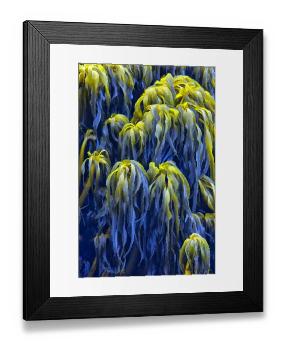 Framed Print : USA, Oregon, Bandon. Abstract photo of Pacific sea kelp Framed Print : USA, Oregon, Bandon. Abstract photo of Pacific sea kelp