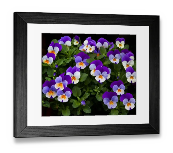 Framed Print : USA, Oregon, Coos Bay. Purple violas. Credit as: Jean Carter  /  Jaynes Gallery  /  DanitaDelimont