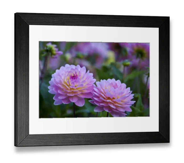 Framed Print : USA, Oregon, Shore Acres State Park. Dahlias in garden Framed Print : USA, Oregon, Shore Acres State Park. Dahlias in garden