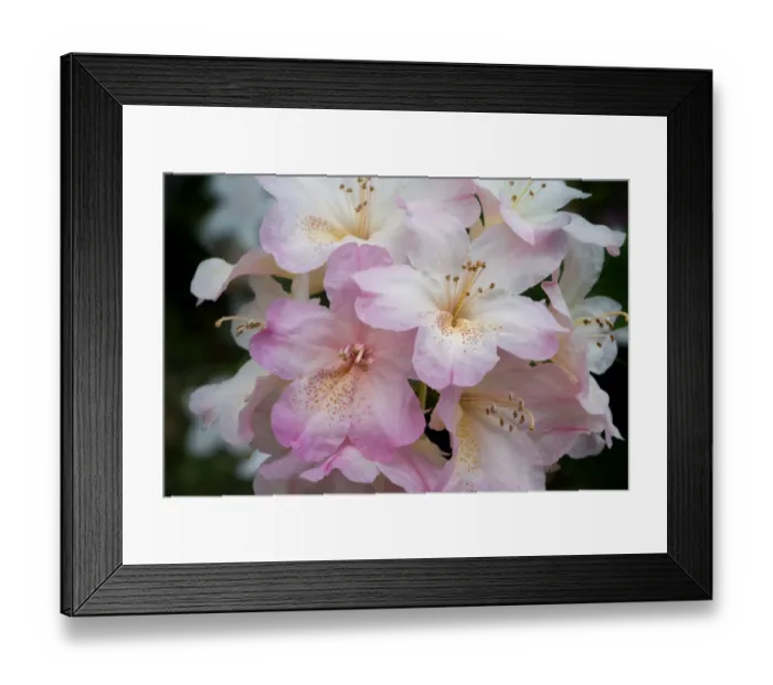 Framed Print : USA, Oregon, Shore Acres State Park. Rhododendron flowers close-up Framed Print : USA, Oregon, Shore Acres State Park. Rhododendron flowers close-up