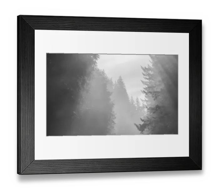 Framed Print : USA, Oregon. Trees in morning fog. Credit as: Wendy Kaveney / Jaynes Gallery / DanitaDelimont Framed Print : USA, Oregon. Trees in morning fog. Credit as: Wendy Kaveney / Jaynes Gallery / DanitaDelimont