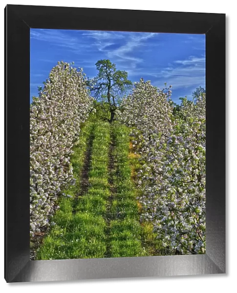 USA, Oregon, Hood River. Apple orchard in full bloom