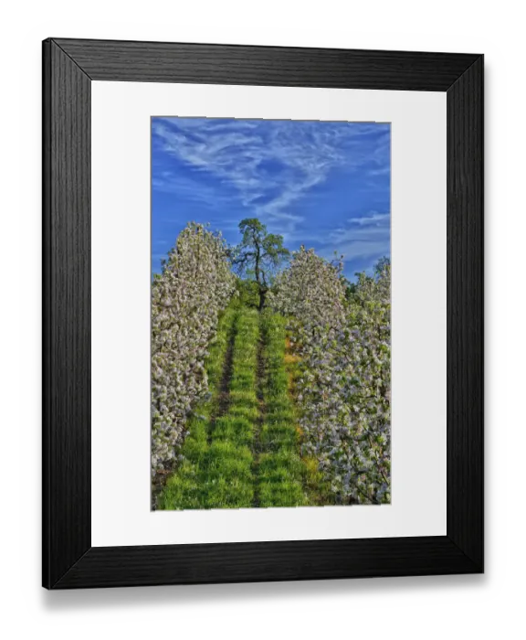 Framed Print : USA, Oregon, Hood River. Apple orchard in full bloom Framed Print : USA, Oregon, Hood River. Apple orchard in full bloom
