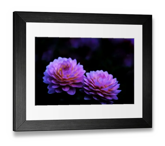 Framed Print : USA, Oregon, Shore Acres State Park. Abstract of dahlias in garden Framed Print : USA, Oregon, Shore Acres State Park. Abstract of dahlias in garden