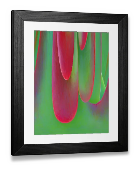 Framed Print : USA, Oregon. Kalanchoe succulent plant close-up