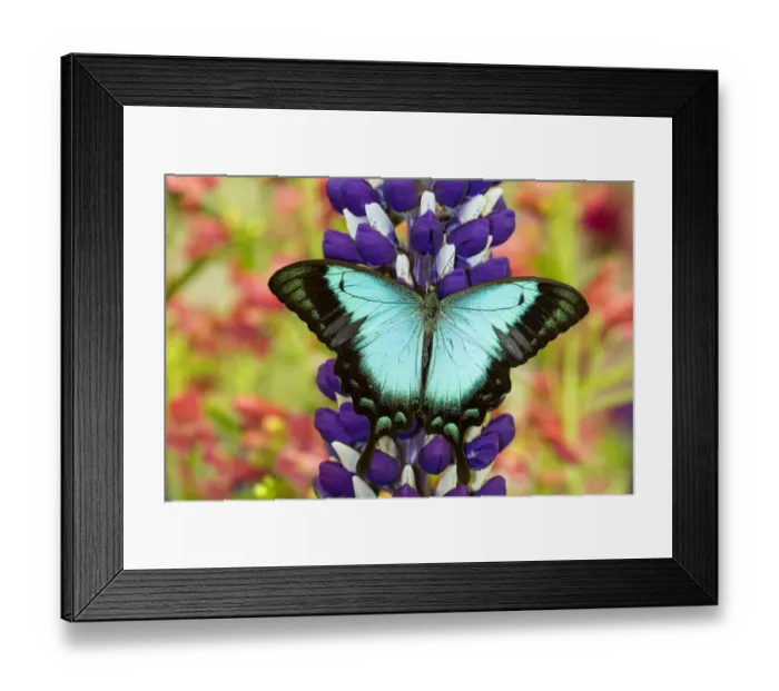 Framed Print : Asian tropical swallowtail butterfly, Papilio larquinianus on lupine, Bandon, Oregon Framed Print : Asian tropical swallowtail butterfly, Papilio larquinianus on lupine, Bandon, Oregon