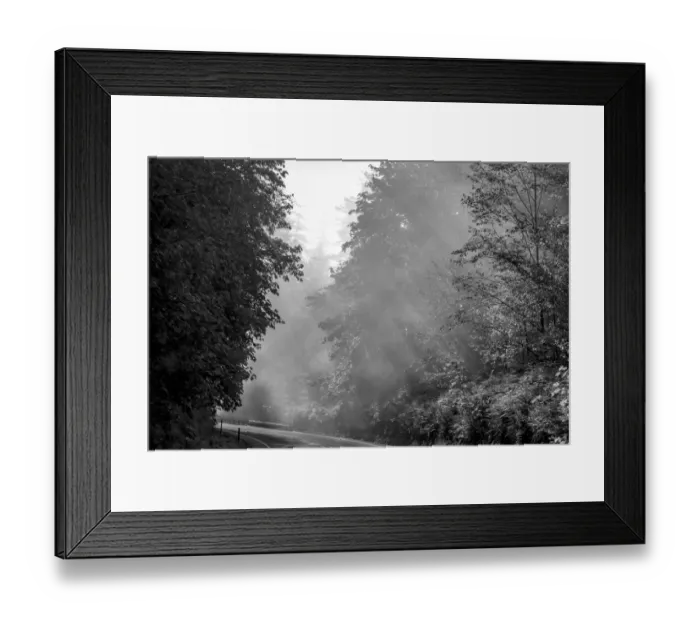 Framed Print : USA, Oregon. Black and white of trees in morning fog with God beams Framed Print : USA, Oregon. Black and white of trees in morning fog with God beams