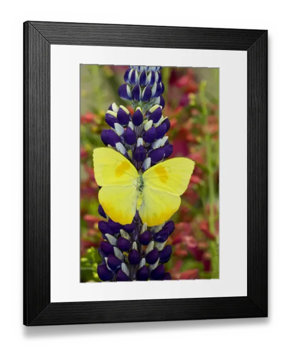 Framed Print : Yellow sulfur butterfly on lupine, Bandon, Oregon Framed Print : Yellow sulfur butterfly on lupine, Bandon, Oregon