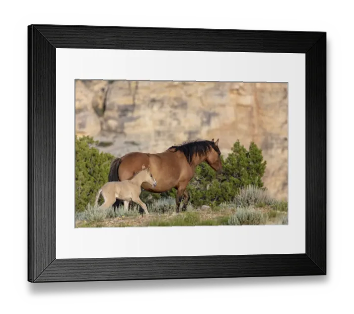 Framed Print : Mare with newborn foal in the Bighorn National Recreation Area, Montana, USA Framed Print : Mare with newborn foal in the Bighorn National Recreation Area, Montana, USA