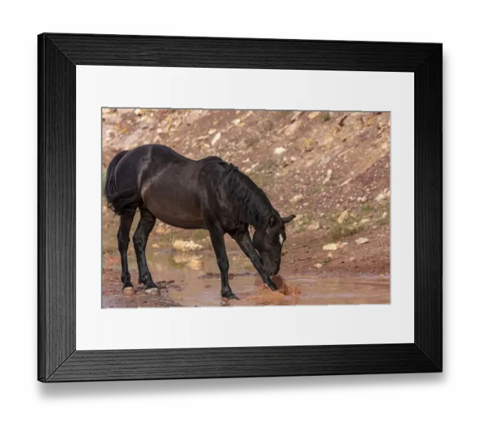 Framed Print : Wild mustang horse at water hole in the Bighorn National Recreation Area, Montana, USA