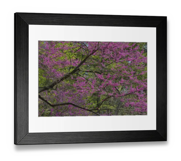 Framed Print : Redbud tree in full bloom, Longwood Gardens, Pennsylvania Framed Print : Redbud tree in full bloom, Longwood Gardens, Pennsylvania