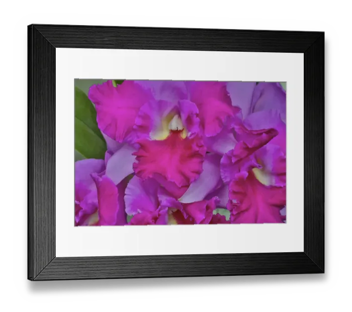 Framed Print : Orchids in Longwood Gardens Conservatory, Pennsylvania Framed Print : Orchids in Longwood Gardens Conservatory, Pennsylvania
