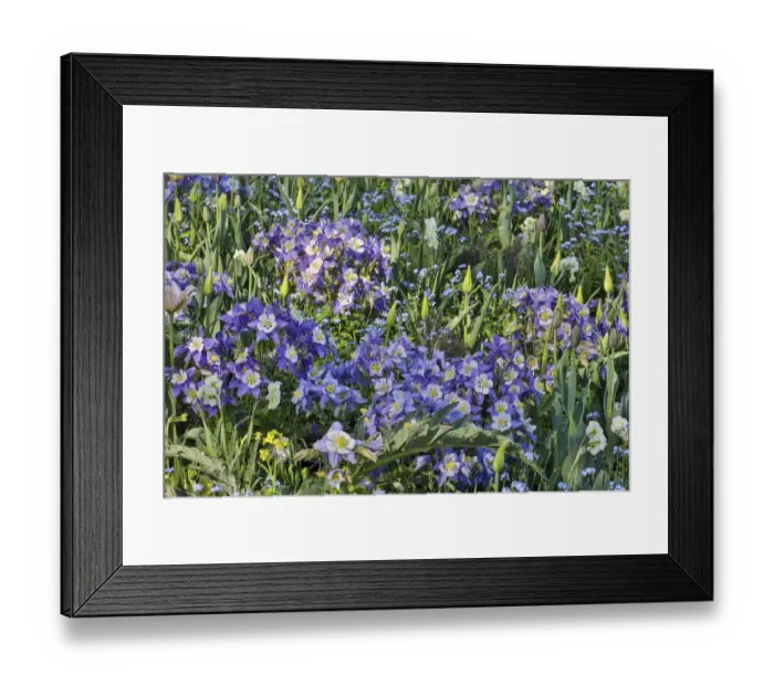 Framed Print : Blooming columbine, Longwood Gardens, Pennsylvania Framed Print : Blooming columbine, Longwood Gardens, Pennsylvania