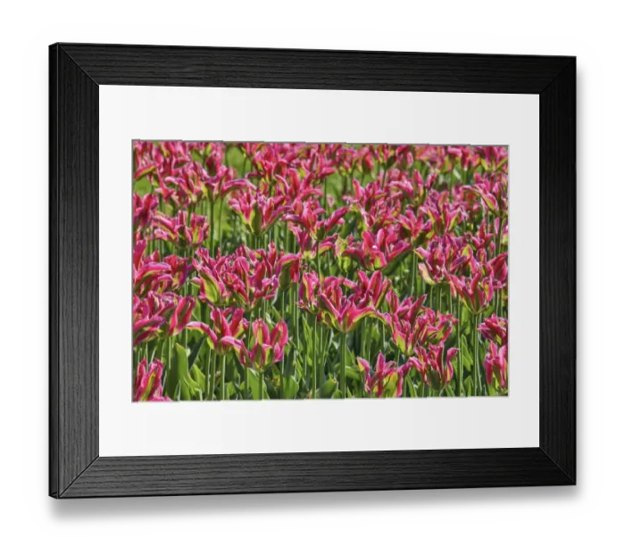 Framed Print : Tulip garden, Longwood Gardens, Pennsylvania Framed Print : Tulip garden, Longwood Gardens, Pennsylvania