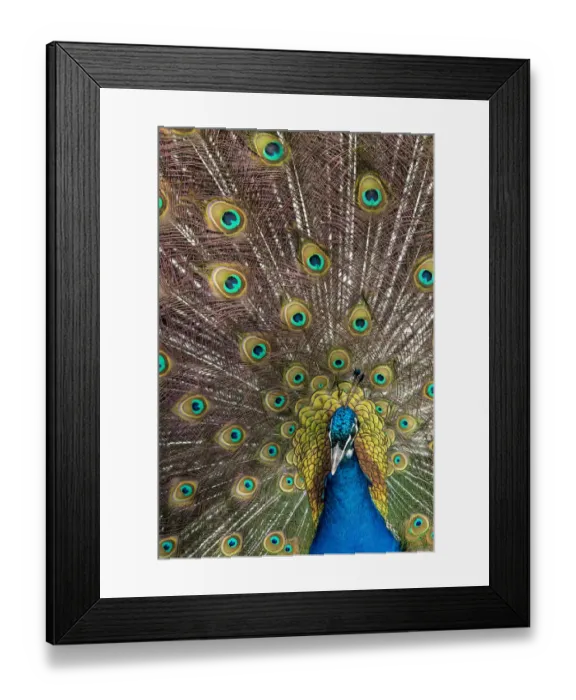 Framed Print : Male peacock fanning out his tail feathers Framed Print : Male peacock fanning out his tail feathers