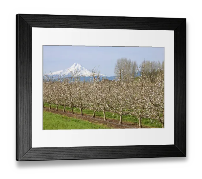 Framed Print : Hood River, Oregon, USA. Apple orchard in bloom with snow-covered Mount Hood in the background Framed Print : Hood River, Oregon, USA. Apple orchard in bloom with snow-covered Mount Hood in the background