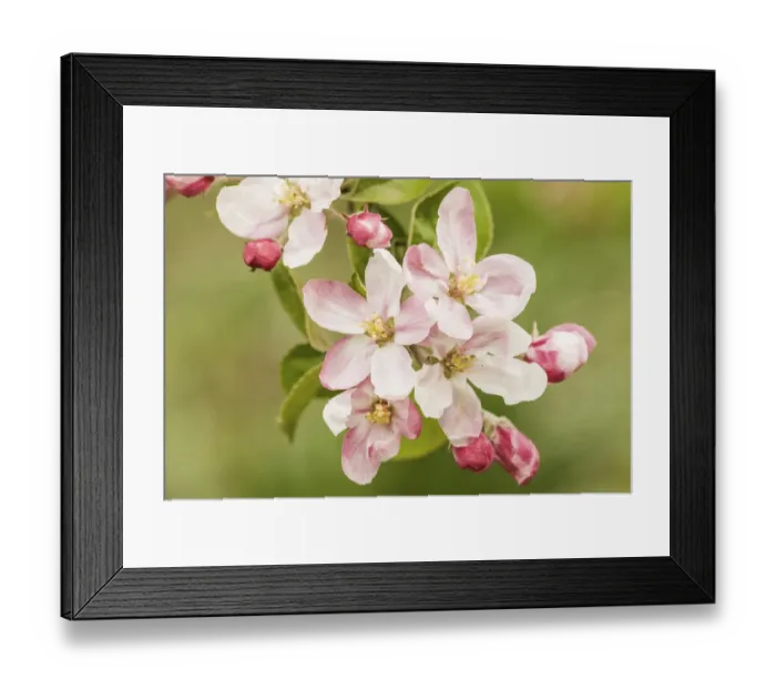 Framed Print : Hood River, Oregon, USA. Close-up of apple blossoms in the nearby Fruit Loop area