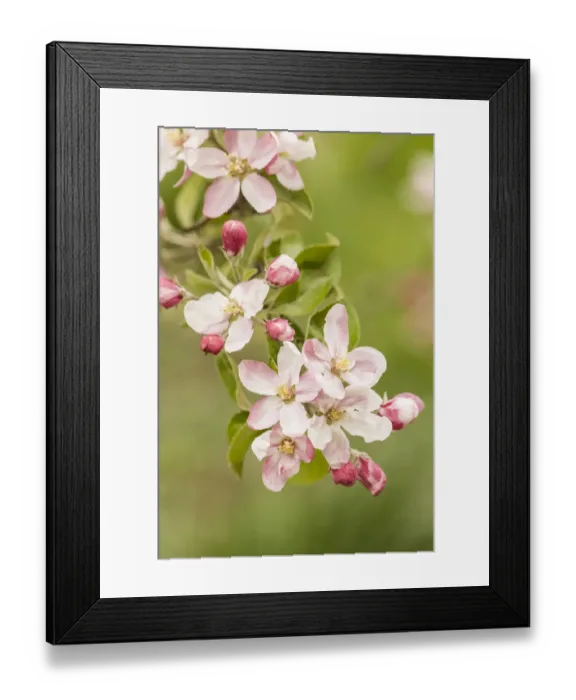 Framed Print : Hood River, Oregon, USA. Close-up of apple blossoms in the nearby Fruit Loop area Framed Print : Hood River, Oregon, USA. Close-up of apple blossoms in the nearby Fruit Loop area
