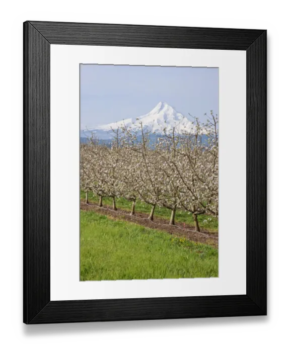 Framed Print : Hood River, Oregon, USA. Apple orchard in bloom with snow-covered Mount Hood in the background Framed Print : Hood River, Oregon, USA. Apple orchard in bloom with snow-covered Mount Hood in the background