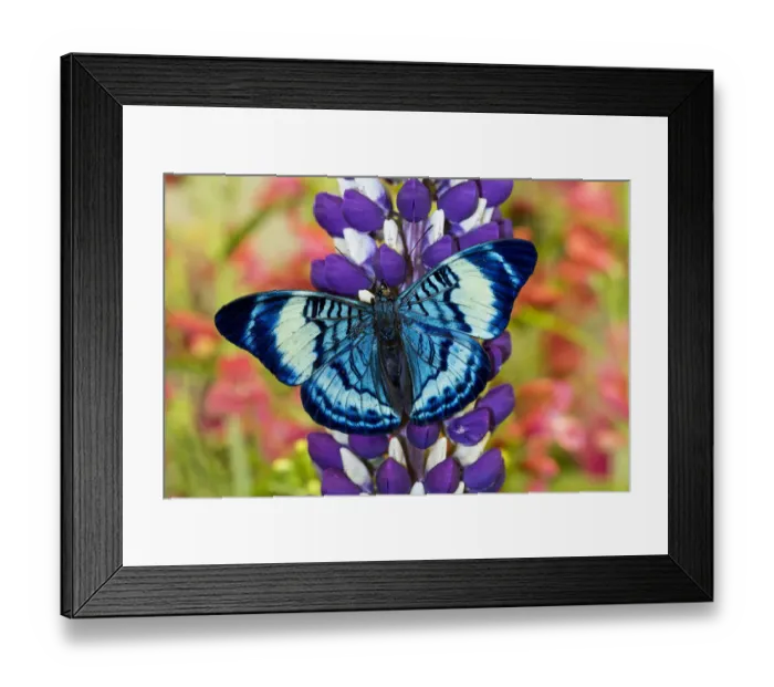 Framed Print : Butterfly, Panacea procilla on lupine, Bandon, Oregon