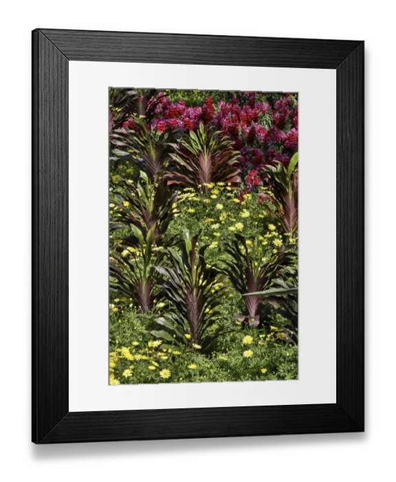 Framed Print : Planting of yellow daisies and ginger in the Conservatory Longwood Gardens, Pennsylvania Framed Print : Planting of yellow daisies and ginger in the Conservatory Longwood Gardens, Pennsylvania