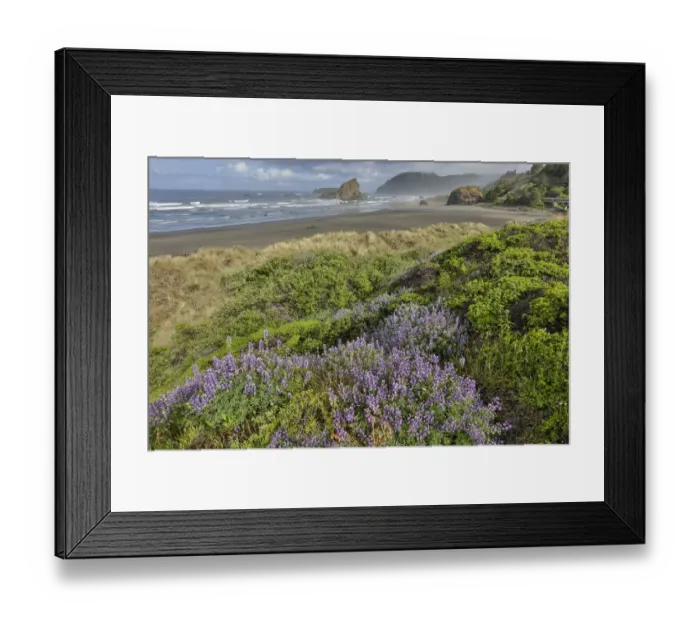 Framed Print : Lupine along southern Oregon coastline near Cape Sebastian State Scenic Corridor Framed Print : Lupine along southern Oregon coastline near Cape Sebastian State Scenic Corridor