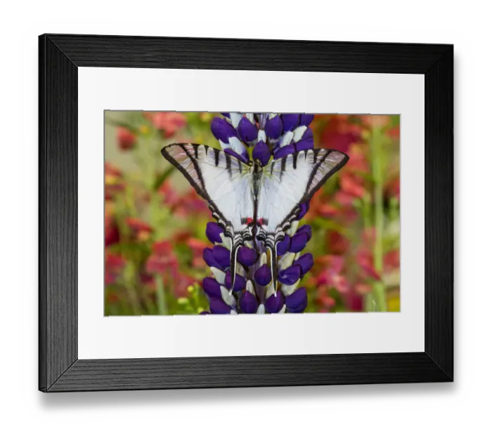 Framed Print : Eurytides agesilaus autosilaus butterfly on lupine, Bandon, Oregon Framed Print : Eurytides agesilaus autosilaus butterfly on lupine, Bandon, Oregon