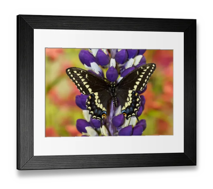 Framed Print : Swallowtail butterfly, Papilio polyxenes on lupine, Bandon, Oregon Framed Print : Swallowtail butterfly, Papilio polyxenes on lupine, Bandon, Oregon
