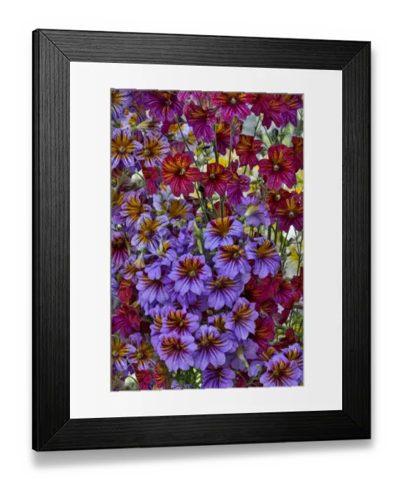 Framed Print : Painted tongue in Longwood Gardens Conservatory, Pennsylvania Framed Print : Painted tongue in Longwood Gardens Conservatory, Pennsylvania