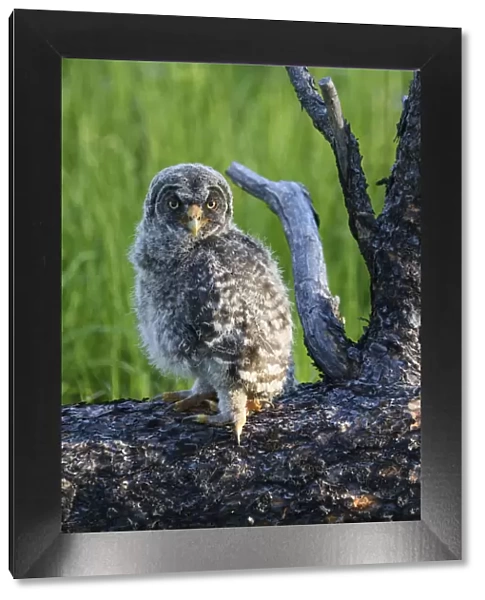 USA, Oregon, Blue Mountains. Recently fledged Great grey owlet