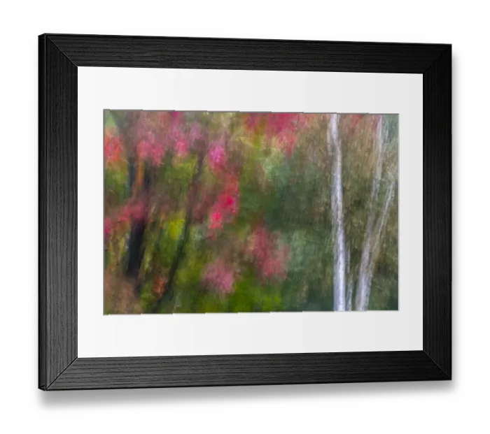 Framed Print : USA, New York, Adirondack State Park. Abstract of flowers and trees Framed Print : USA, New York, Adirondack State Park. Abstract of flowers and trees
