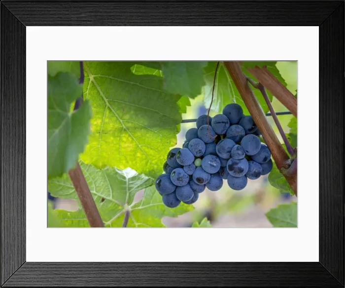 Framed Print : USA, Oregon, Elk Cove Winery. Grapes on the vine